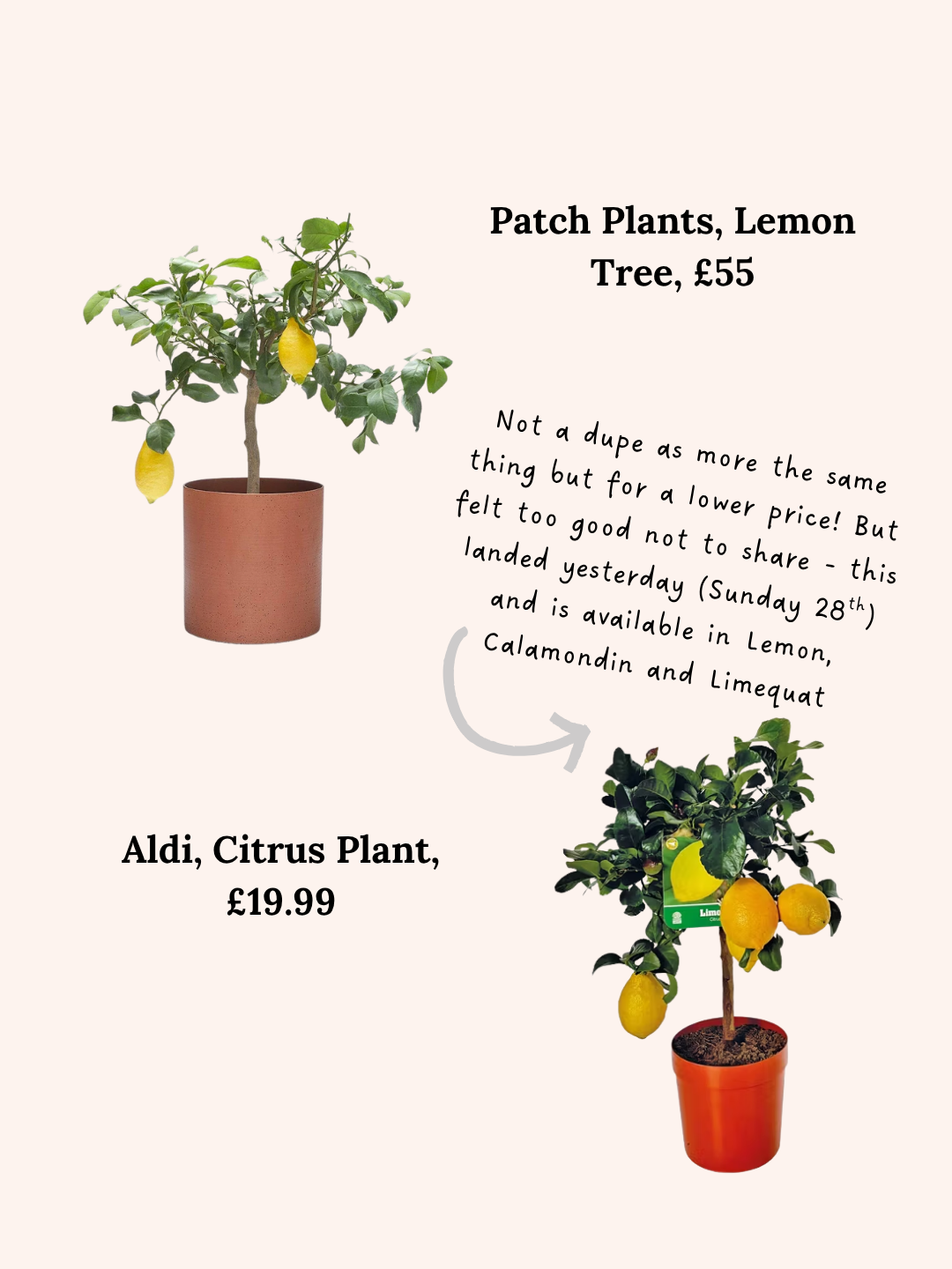 Patch Plants vs Aldi